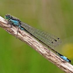 Ischnura elegans